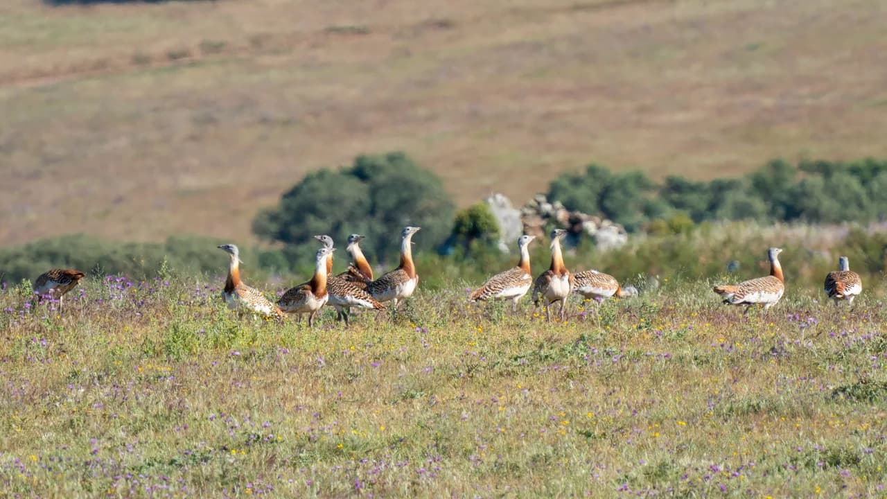 Great bustards on the Castro Verde plain